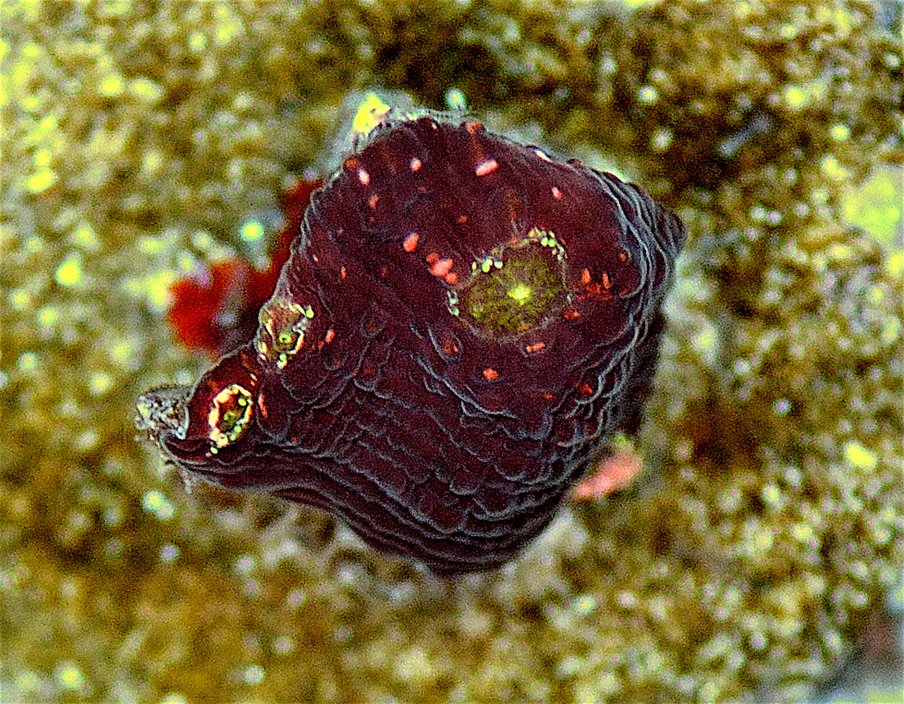 WWC Rainbow Boobies1