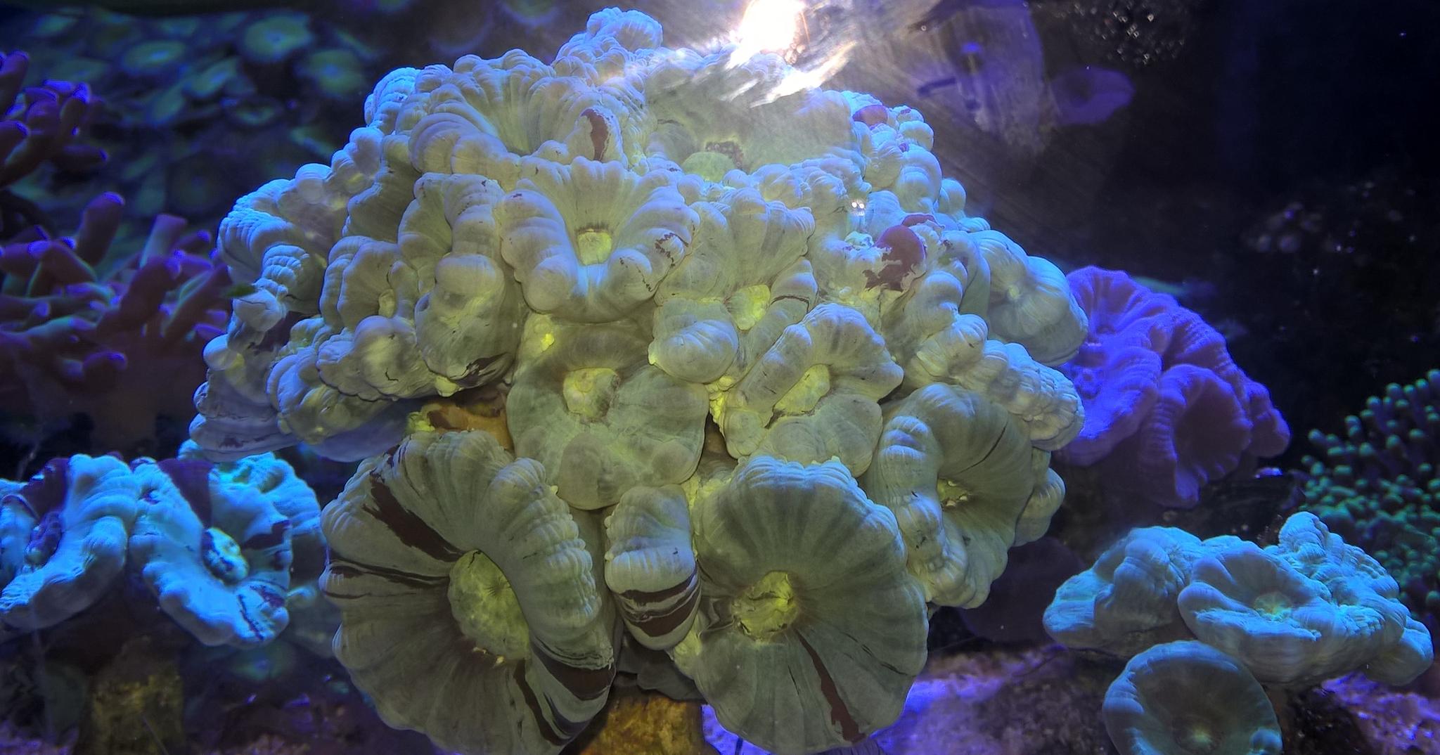 WP 20160823 17 35 19 Pro