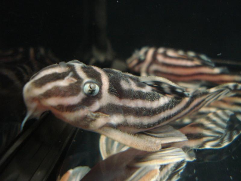 L-46 Hipancistrus Zebra