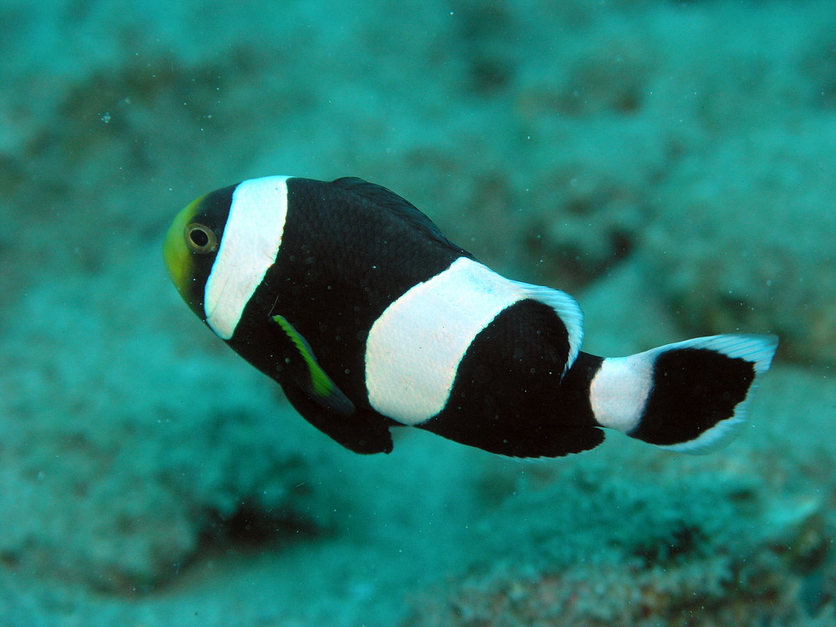   (Amphiprion polymnus)