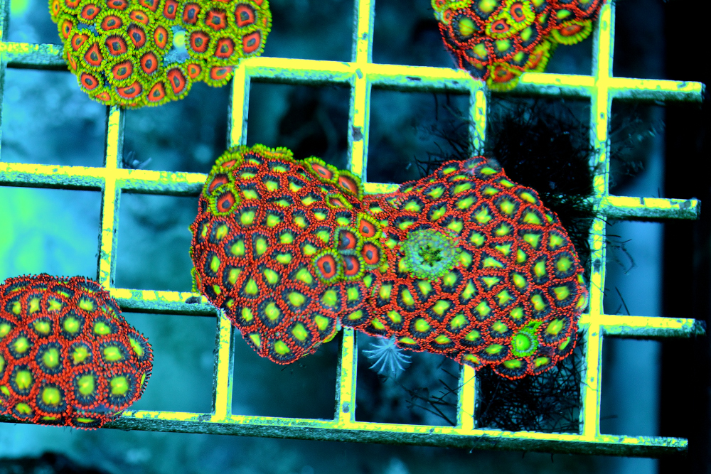 Red zoa 2