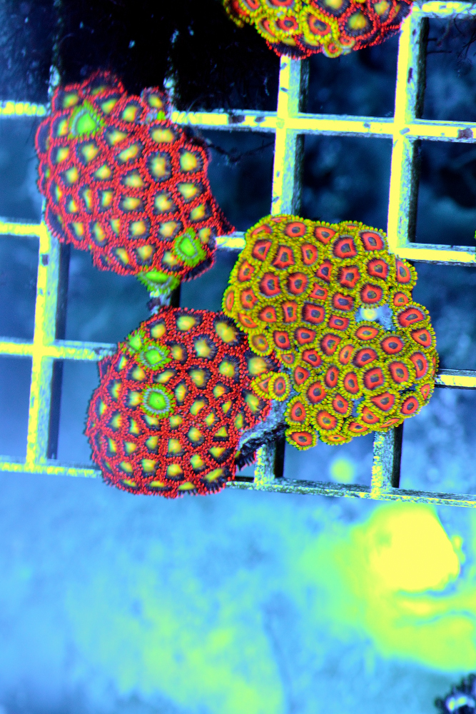 Red zoa 3