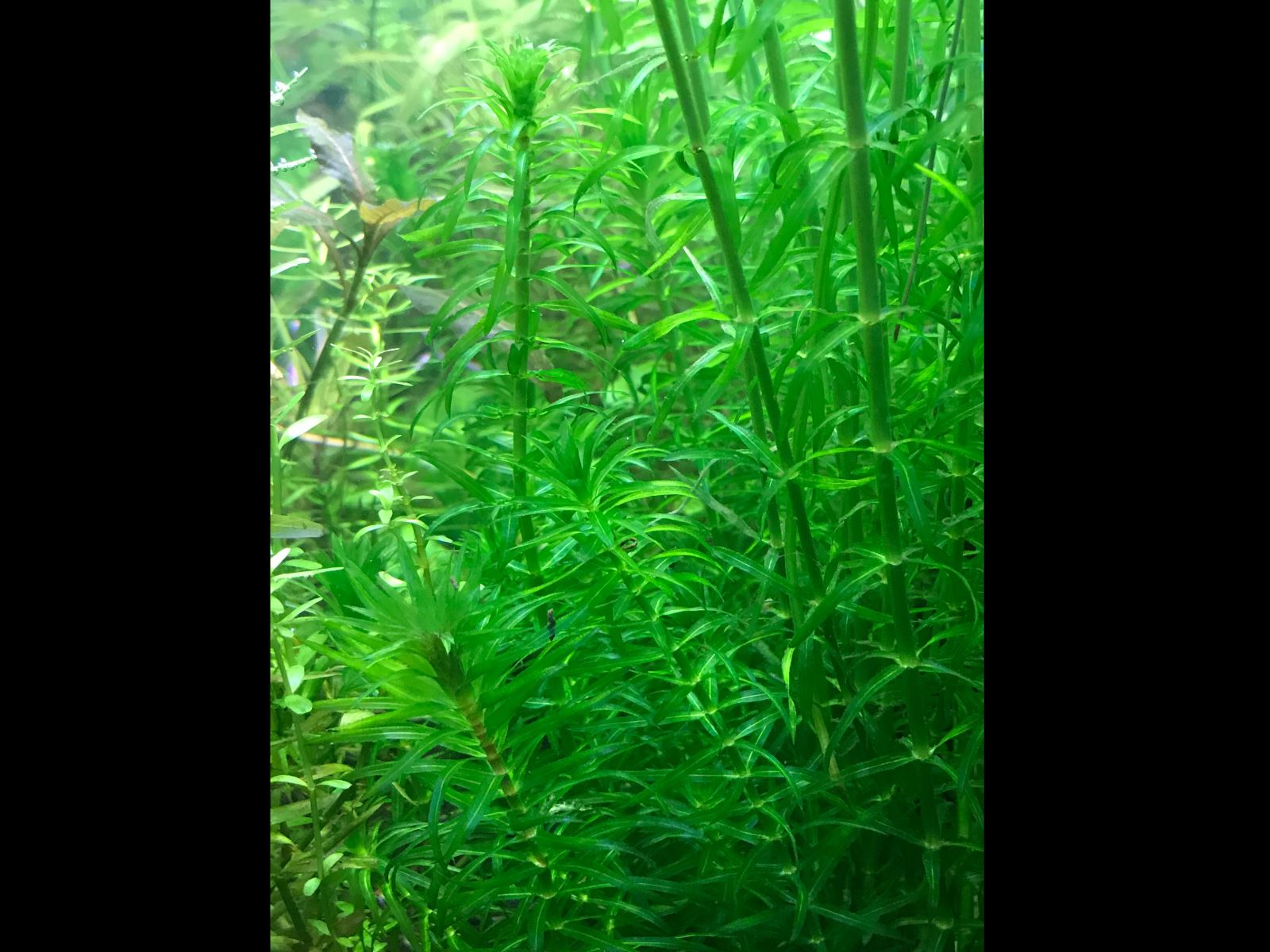   (Eusteralis stellata, Pogostemon stellatus) [1]