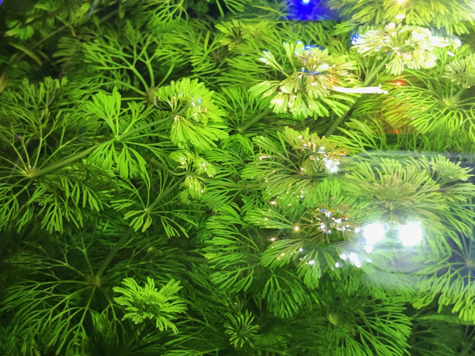   (Cabomba caroliniana) [1]