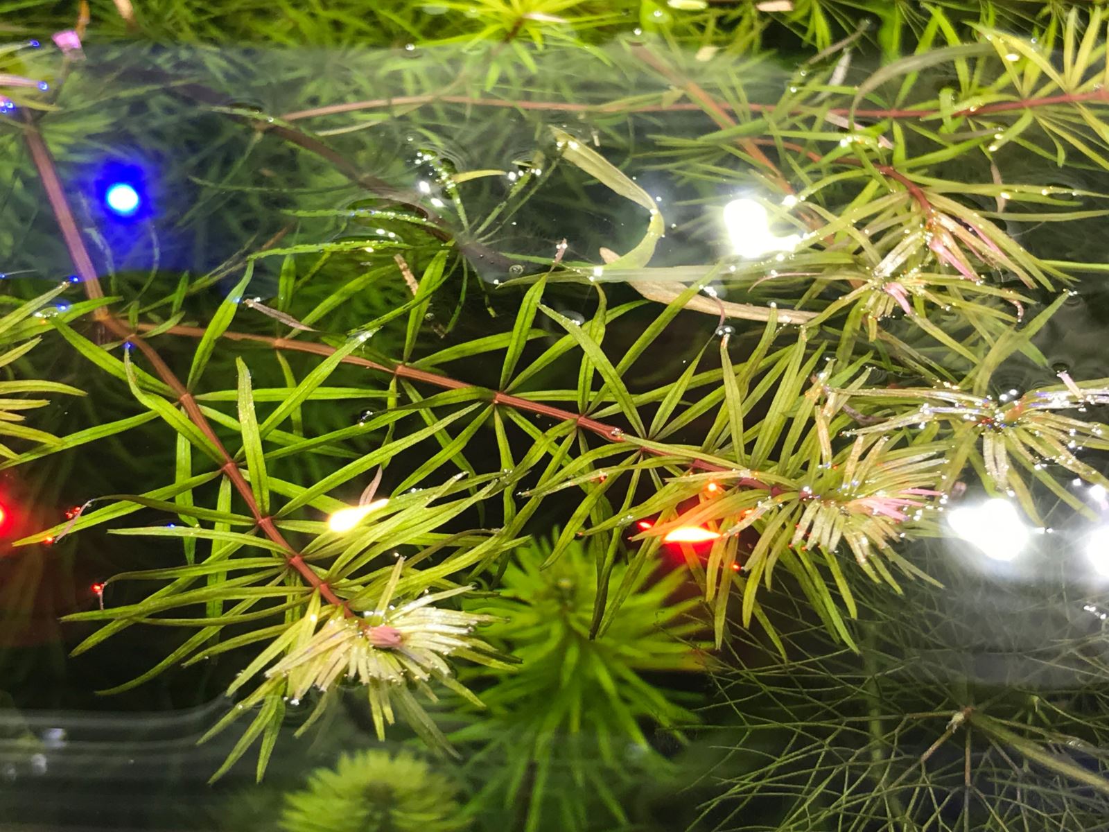   (Rotala sp. "Bangladesch") [1]