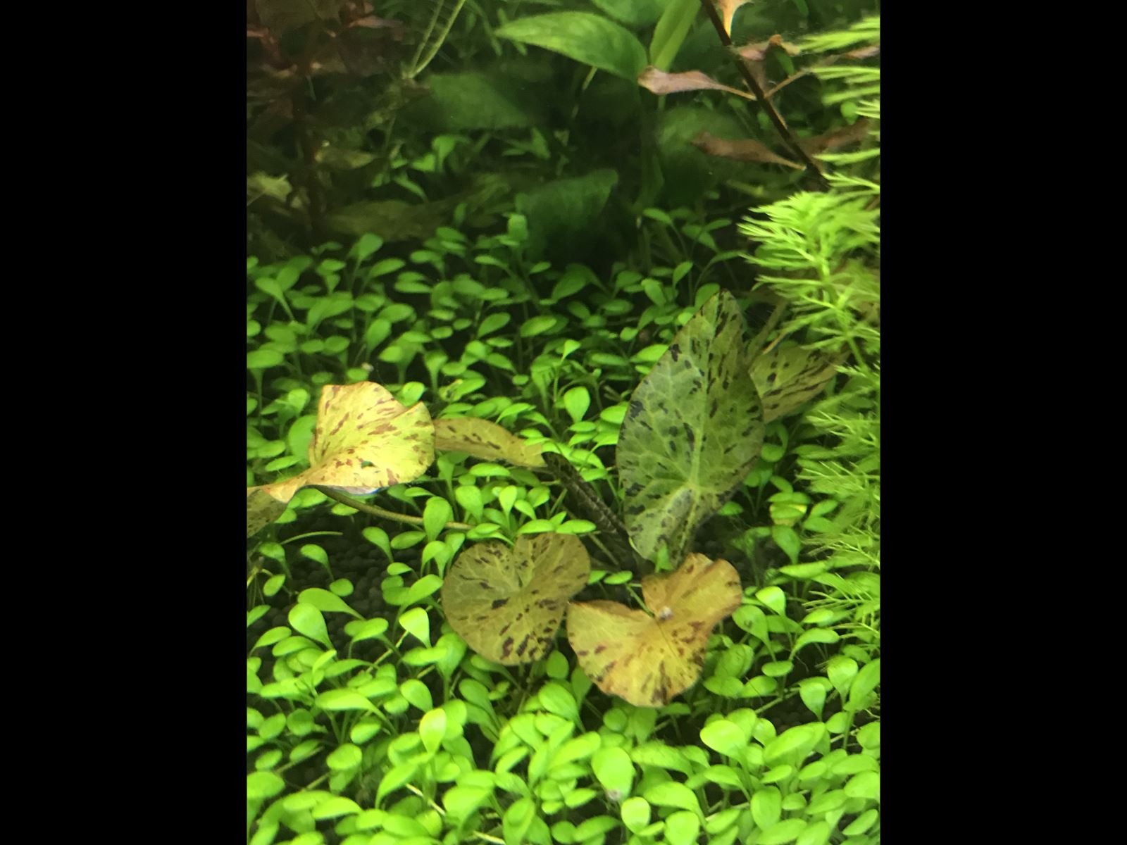    (Nymphaea lotus Green)
[01]