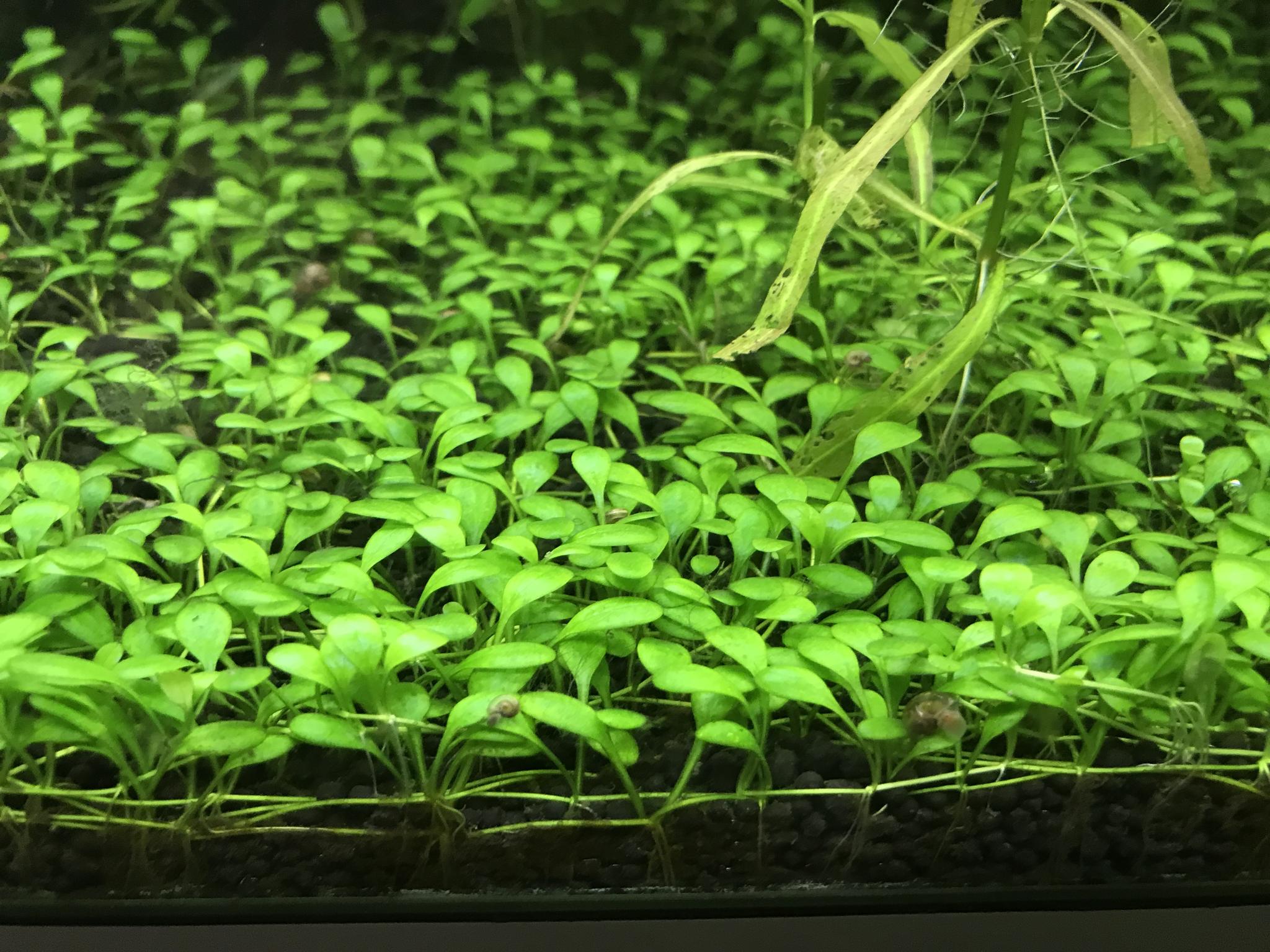   (glossostigma elatinoides)
[01]