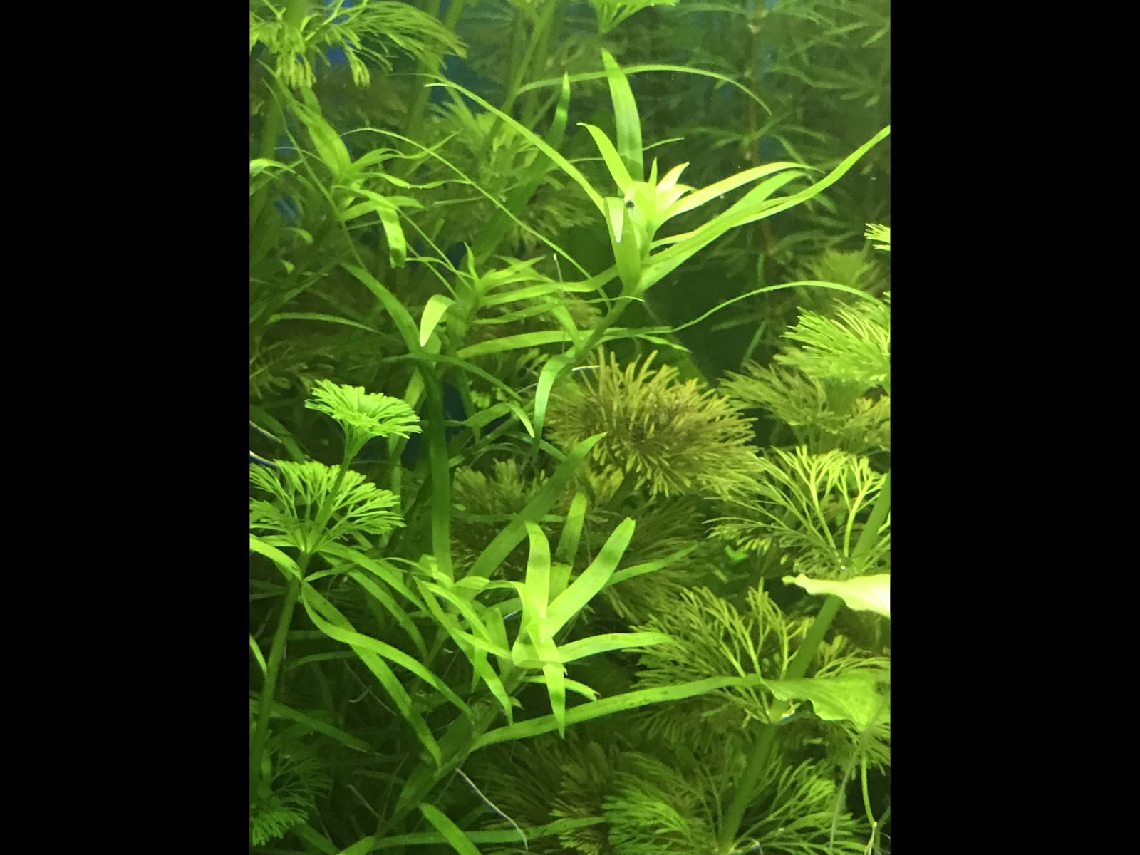   (Heteranthera zosterifolia)
[01]