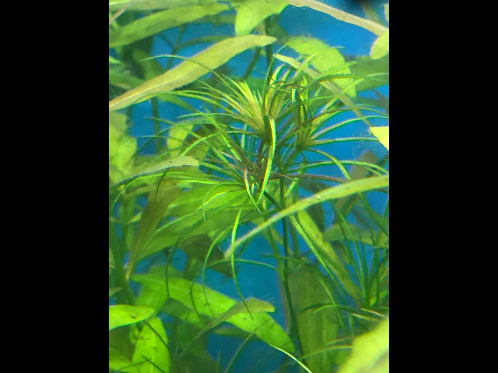   (. Najas indica) [01]