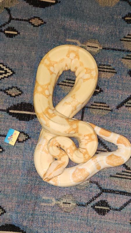 Boa Constrictor Imperator Albino