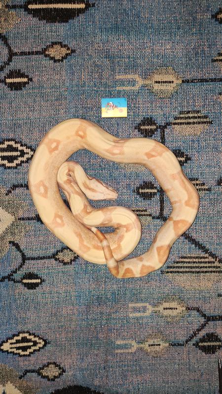 Boa Constrictor Imperator Sunglow
   .  ,   