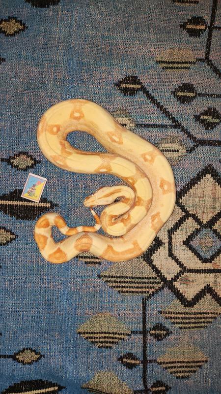Boa Constrictor Imperator Sunglow