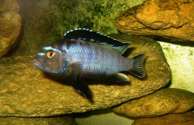 Metryclima memba deep ()