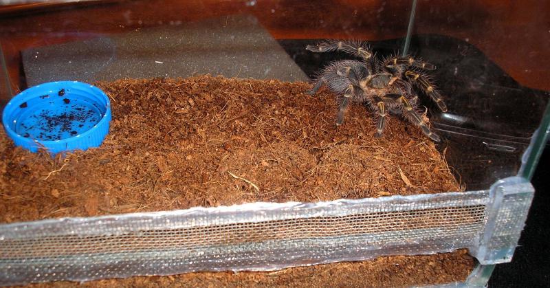   01 Grammostola aureostriata