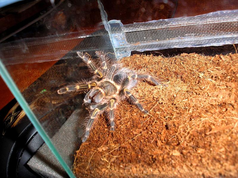 Grammostola aureostriata  L 5 .
  23 2010      
 4-5.
 6-7. .