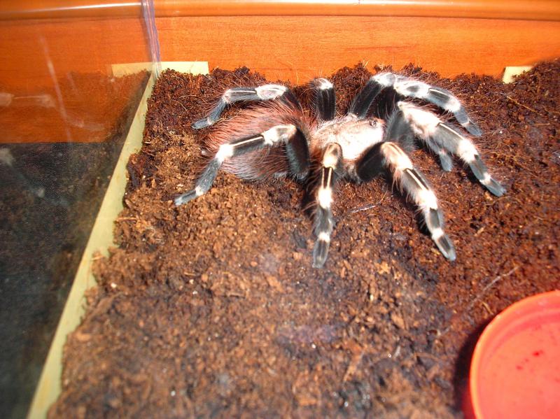 Lasiodora  cristata 28 02 10 L-7