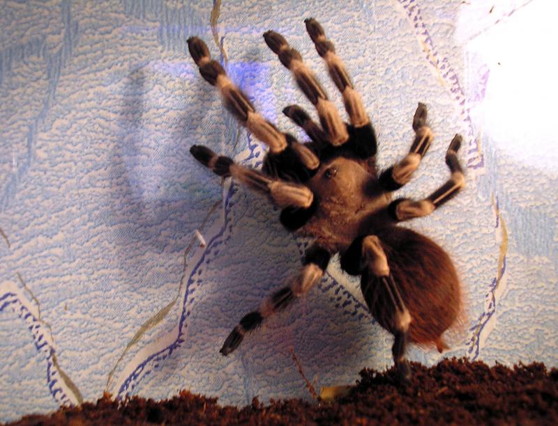 Lasiodora  cristata   L-7 .
28-02- 10     , .
 5.
  8