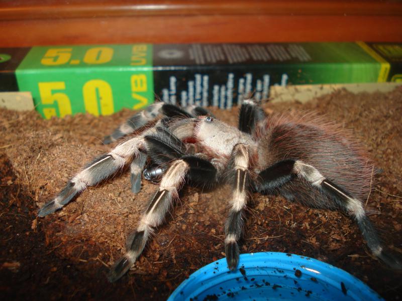Lasiodora cristata