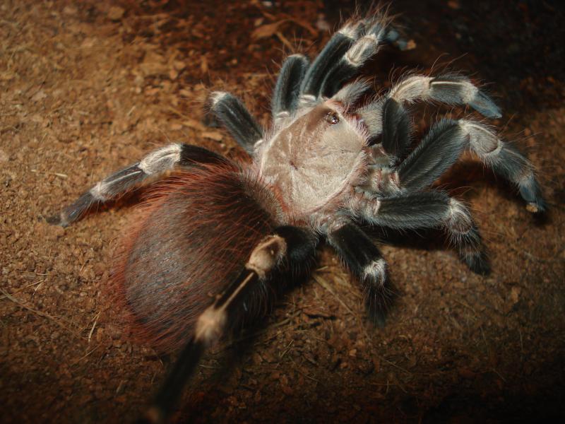Lasiodora cristata