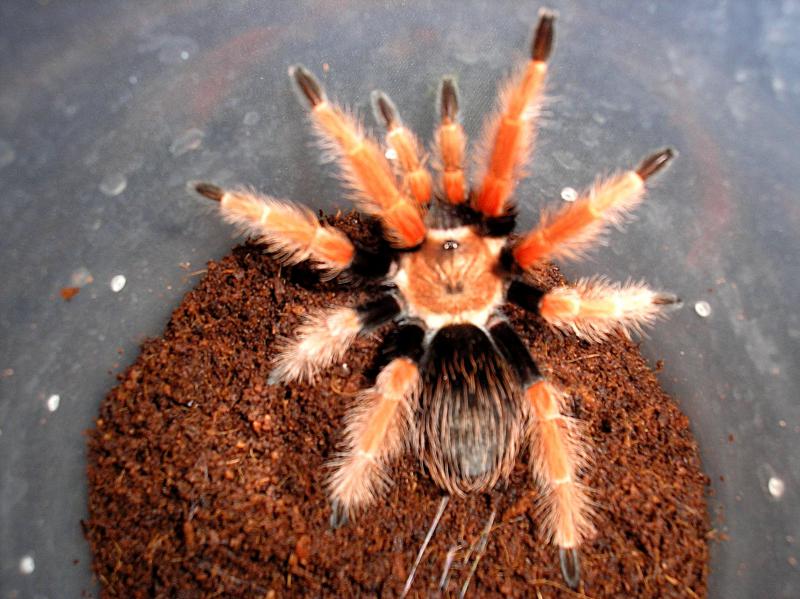Brachypelma boehmei  26-05-10