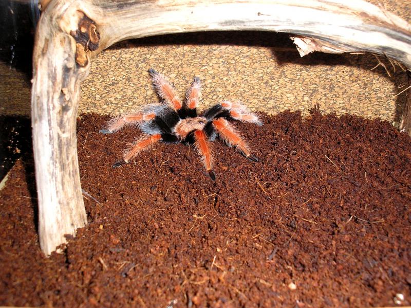 Brachypelma boehmei