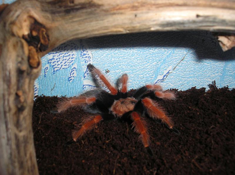 Brachypelma boehmei  26-05-10