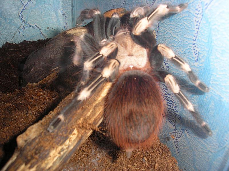 Lasiodora cristata L 9