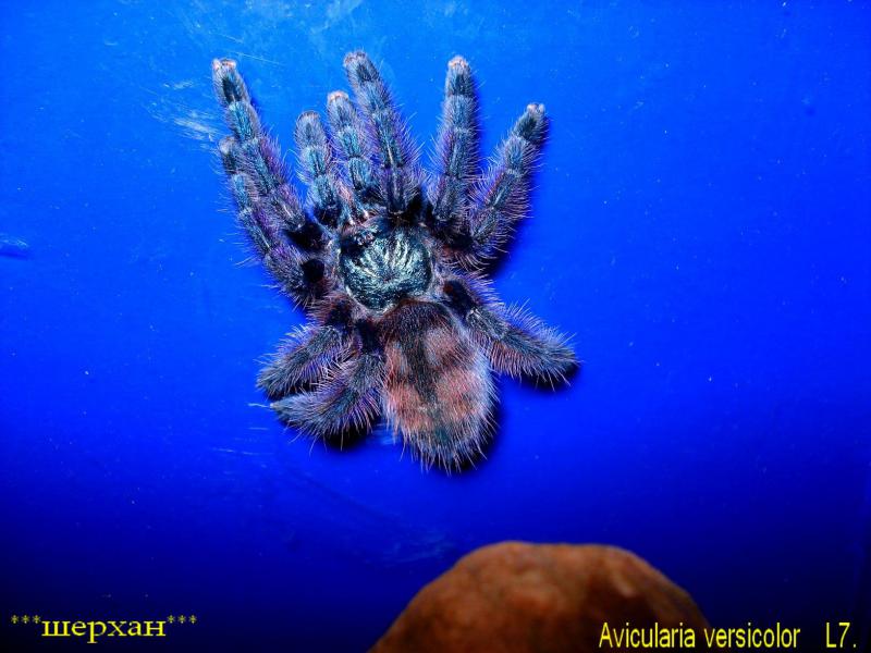 Avicularia versicolor L7.  10- 06 -10