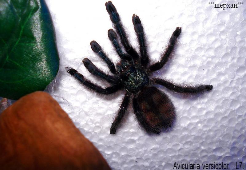 Avicularia versicolor L7   10- 06 -10