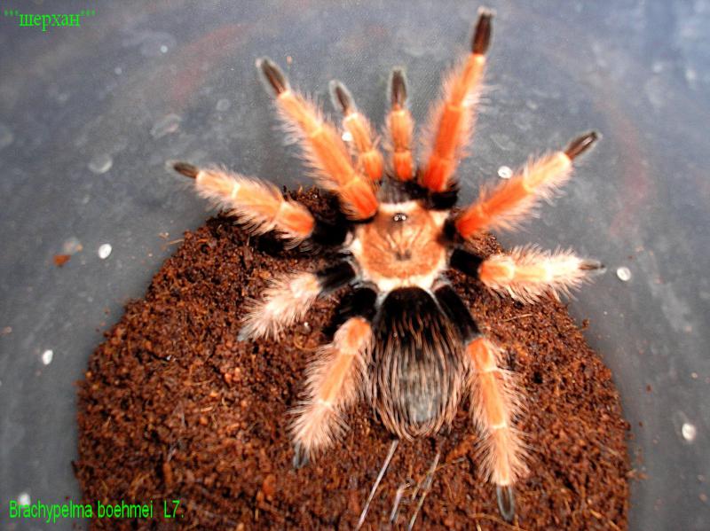 Brachypelma boehmei L7