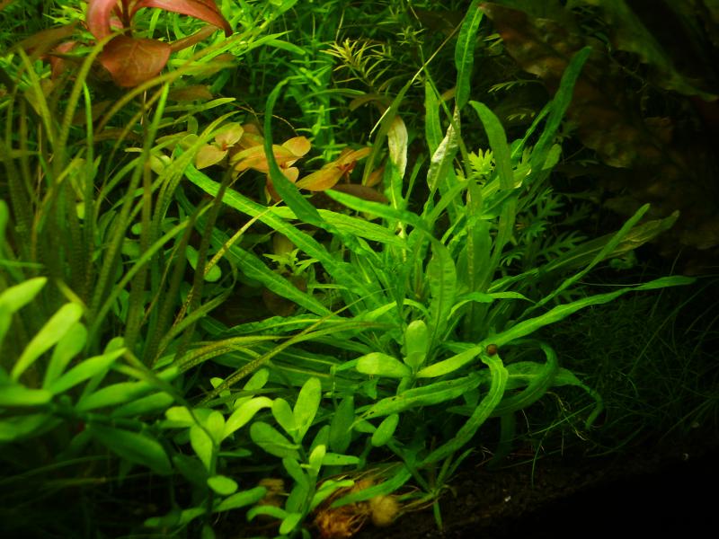 Hygrophila Crinkled