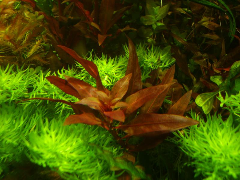   (Peruvian Ludwigia)