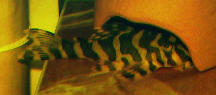 L-134.      . . 23.04.2010