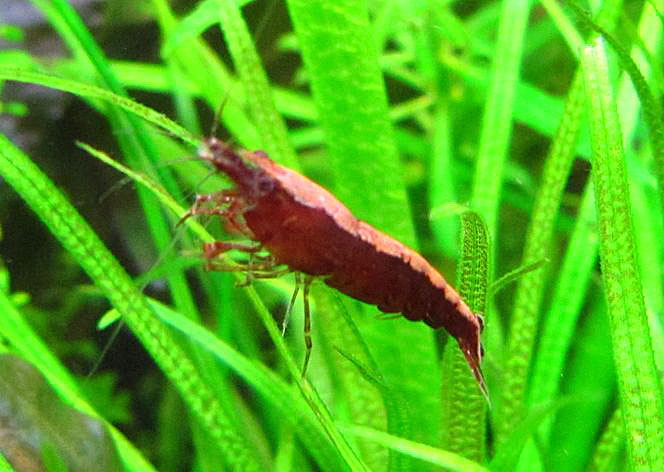 Neocaridina heterpoda var ?