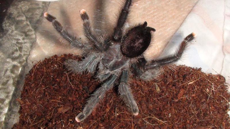 Avicularia avicularia
