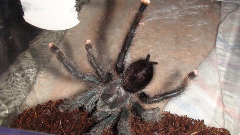 Avicularia avicularia
