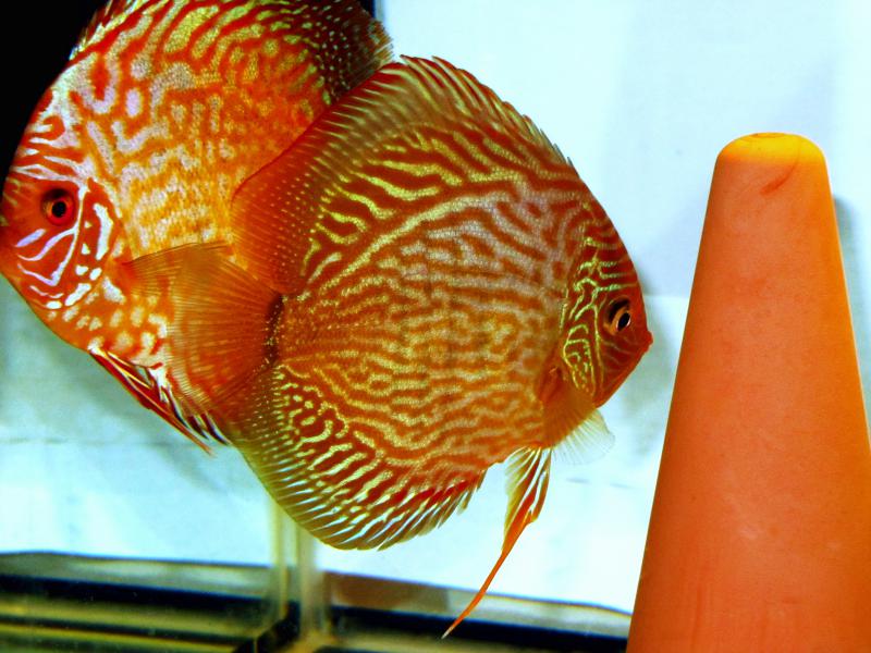 Snake Skin () & Pigeon Blood ()