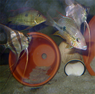 altum 
  - 2010 12 30