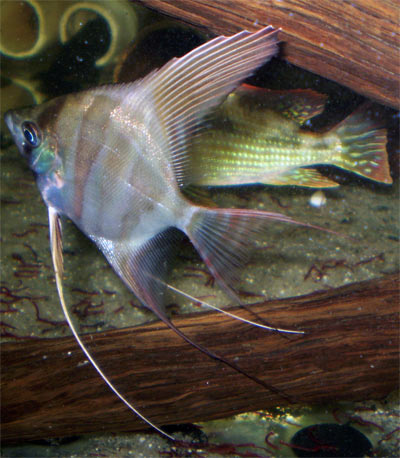 altum 
  - 2010 11 05