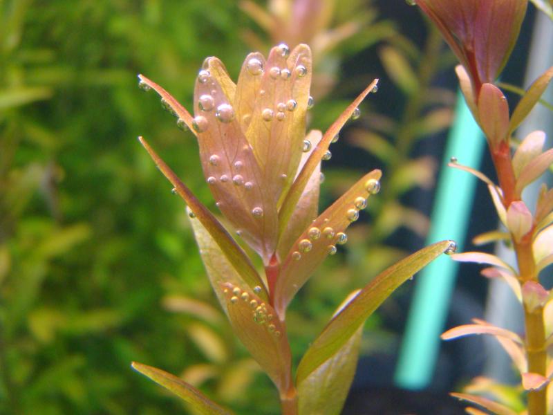 macro rotala