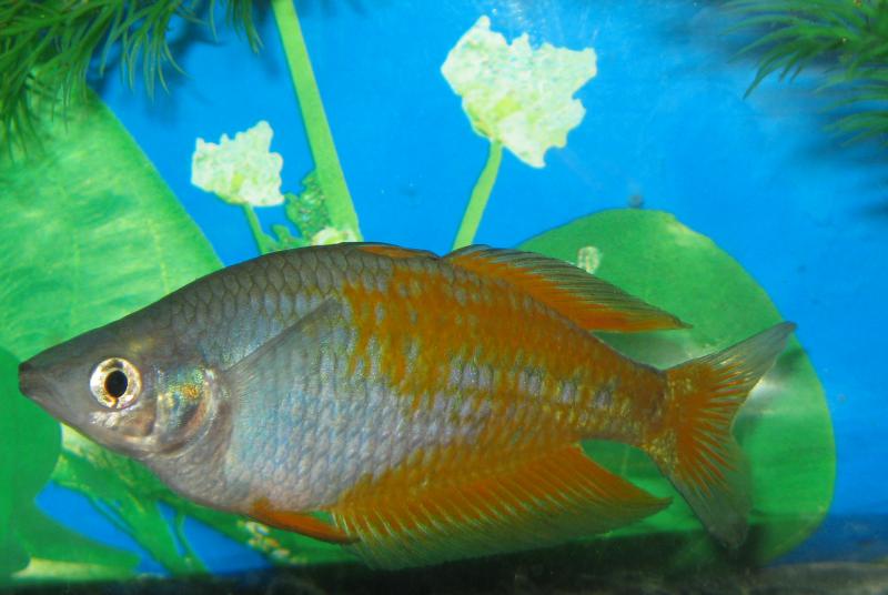   (. Melanotaenia parkinsoni )