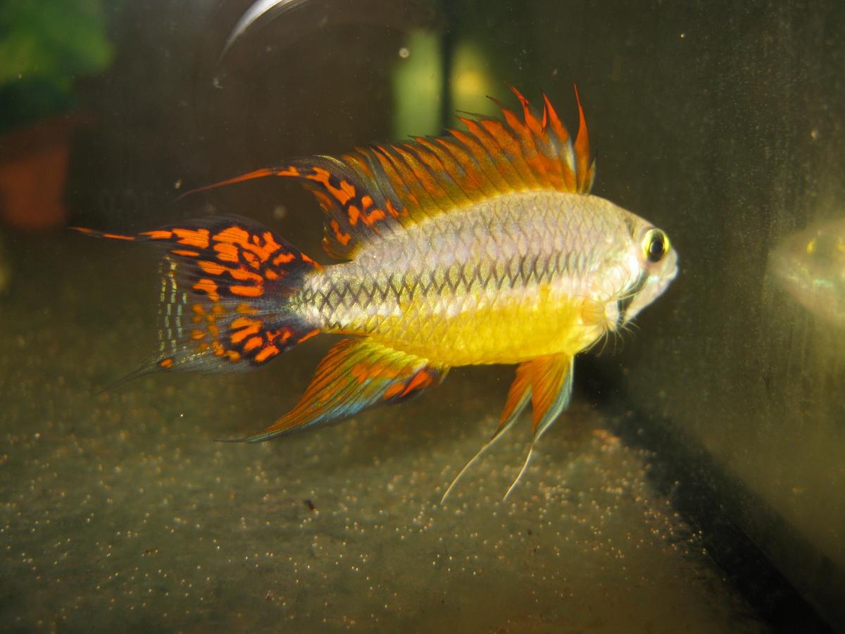   (Apistogramma cacatuoides)