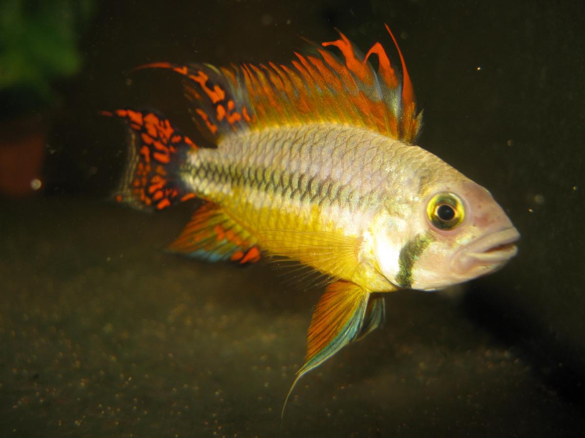   (Apistogramma cacatuoides).