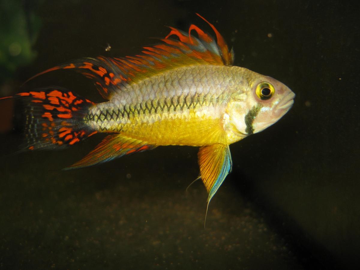   (Apistogramma cacatuoides)