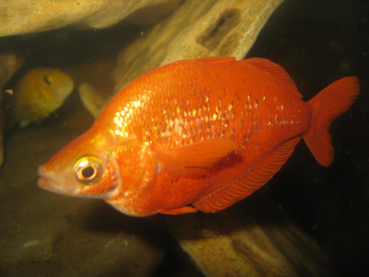  ,  ,   (Glossolepis incisus).