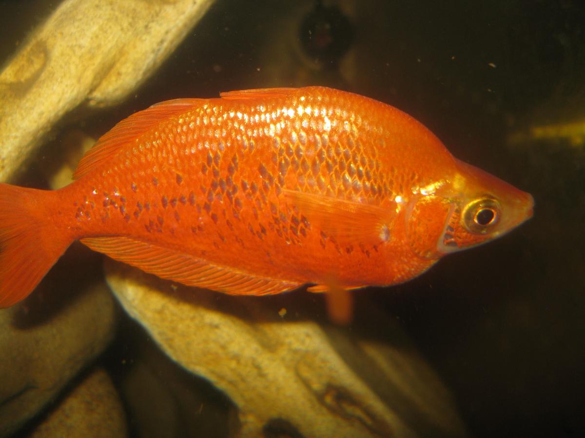  ,  ,   (Glossolepis incisus)