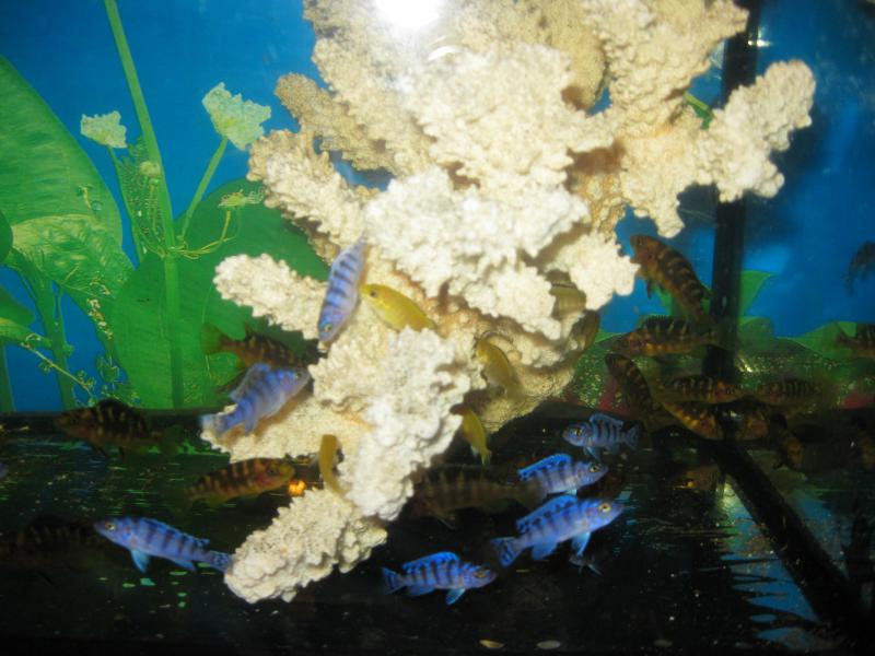 Pseudotropheus lombardo  ,     Pseudotropheus crabro  ,      labidohromis yellow.