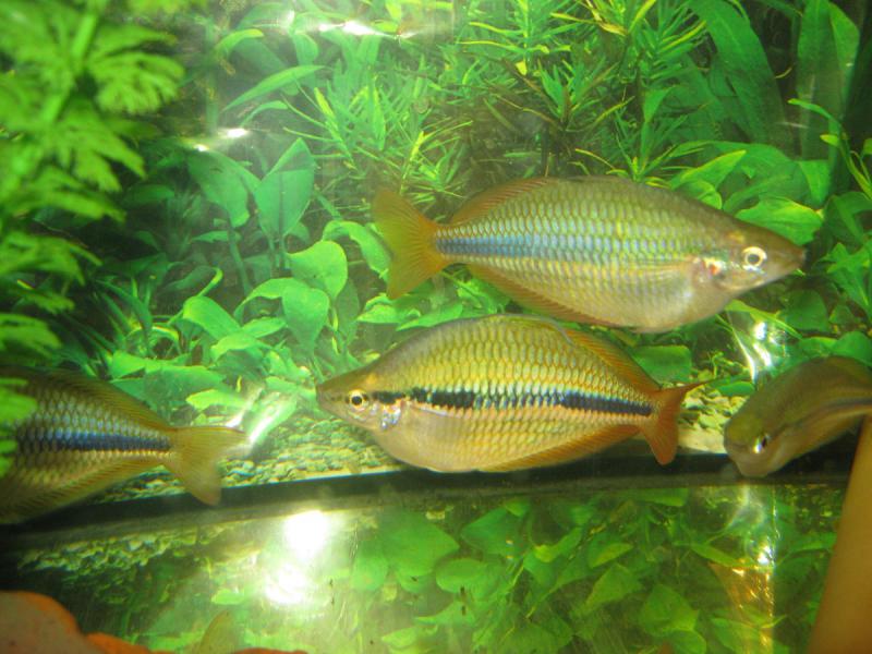   (Melanotaenia trifasciata)