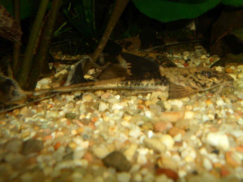 Loricaria simillima