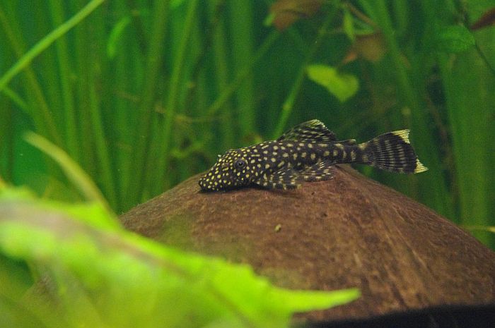 ��������� ��������. ����� � ���� �������